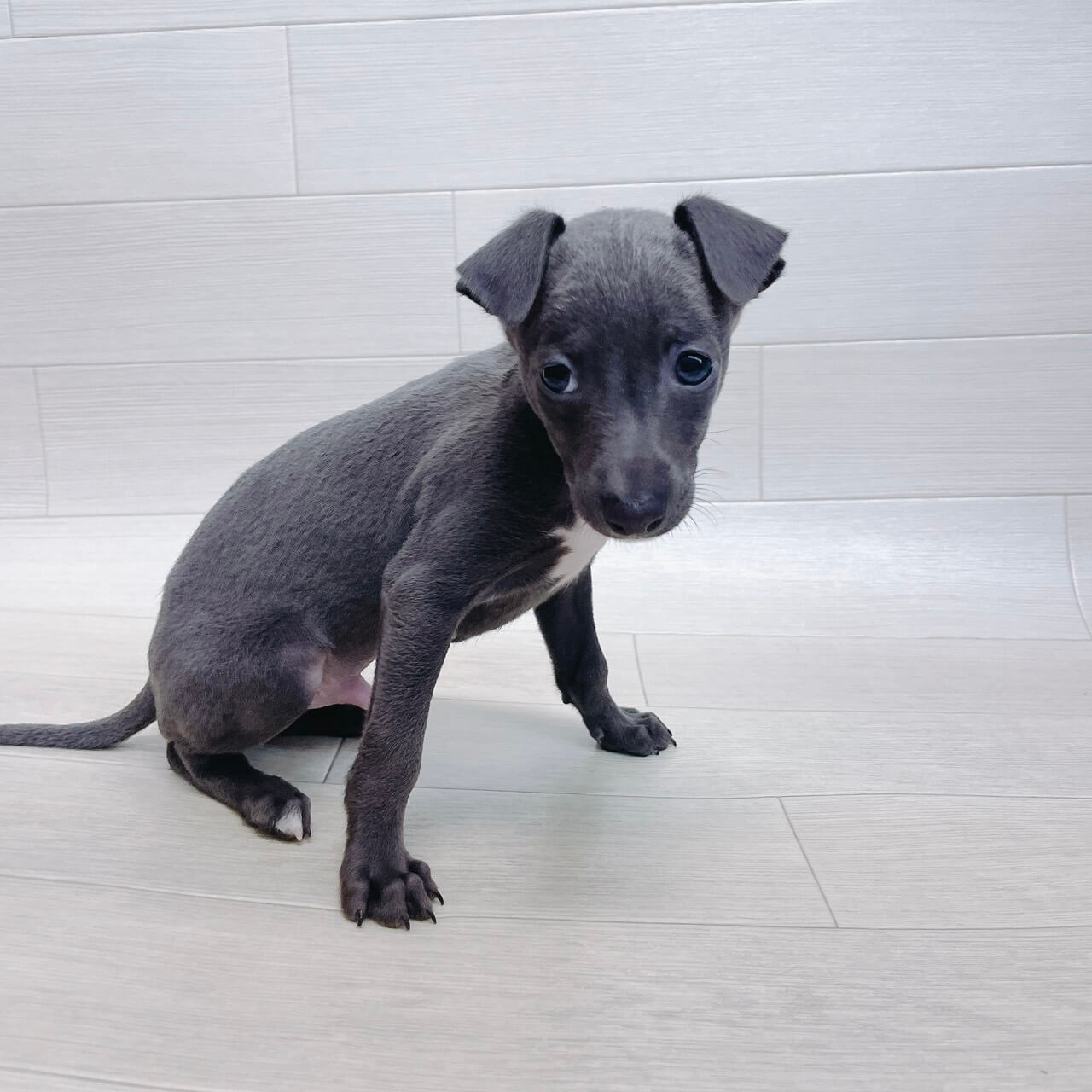 千葉県のイタリアングレーハウンド (Pet’s One 東金店/2026年3月15日生まれ/男の子/ブルーホワイト)の子犬