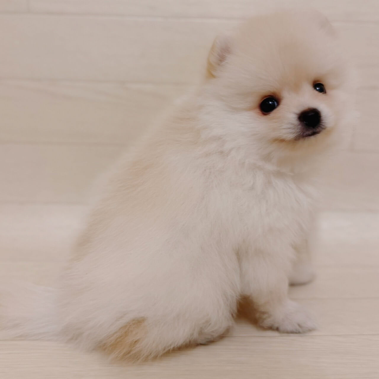 東京都のポメラニアン (ペットプラザ 江東深川店/2026年3月27日生まれ/男の子/クリーム)の子犬