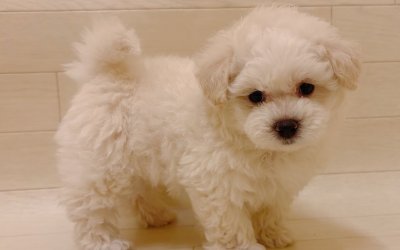 ハーフ犬（トイプードル×マルチーズ）