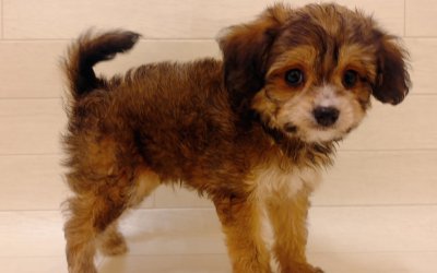 ハーフ犬（チワワ×トイプードル）