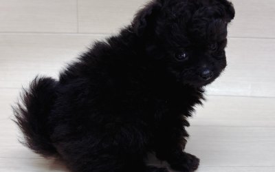 ハーフ犬（ポメラニアン×トイプードル）
