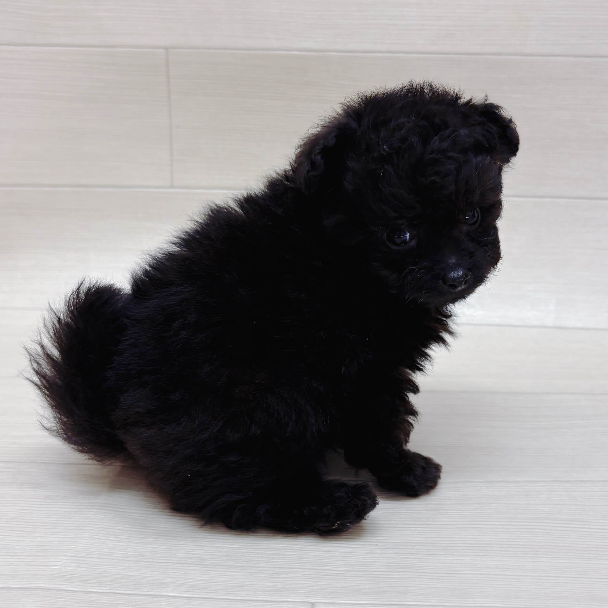 ハーフ犬（ポメラニアン×トイプードル）