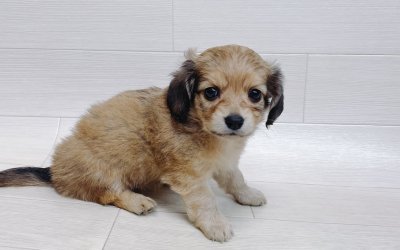 ハーフ犬（チワワ×ミニチュアダックスフンド）