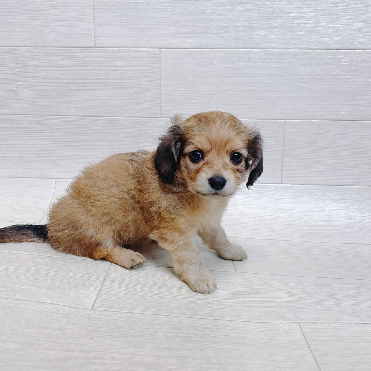 千葉県のチワックス(チワワ×ダックス) (Pet’s One 東金店/2026年3月27日生まれ/女の子/フォーン)の子犬