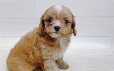 ハーフ犬（チワワ×トイプードル）