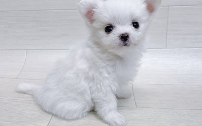ハーフ犬（マルチーズ×チワワ）