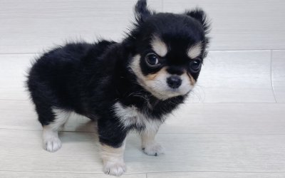 チワワ