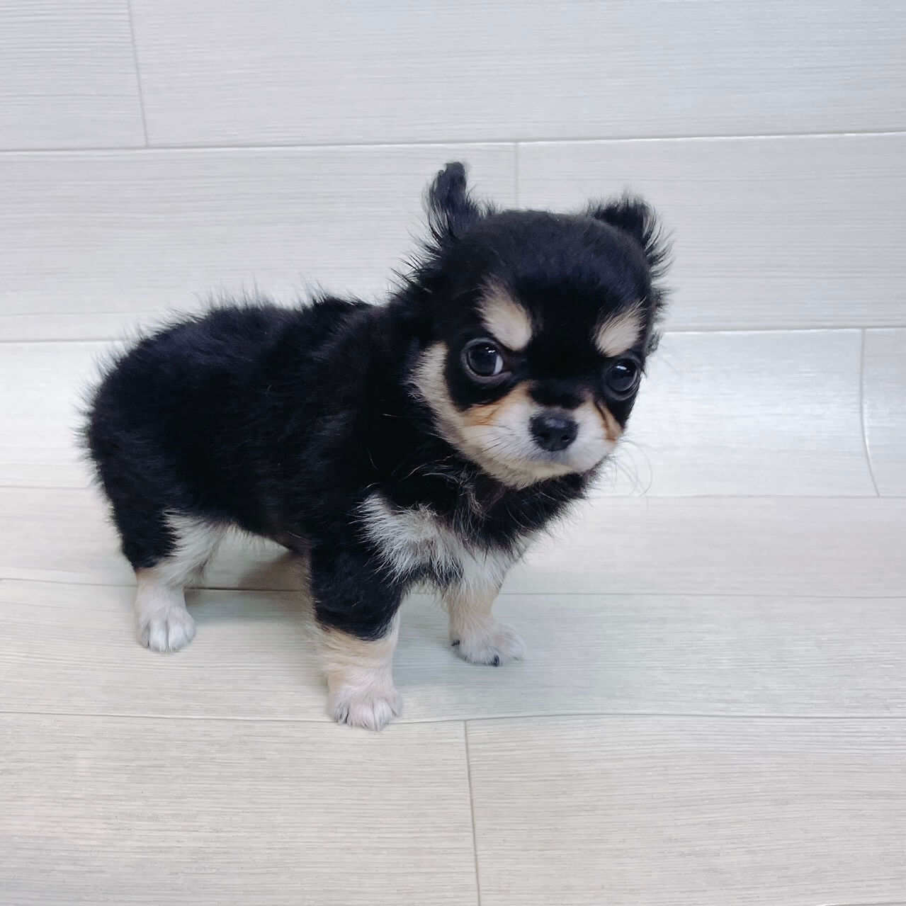 千葉県のチワワ(ロング) (Pet’s One 東金店/2026年3月29日生まれ/男の子/ブラックタンホワイト)の子犬