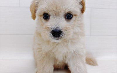 ハーフ犬（チワワ×トイプードル）
