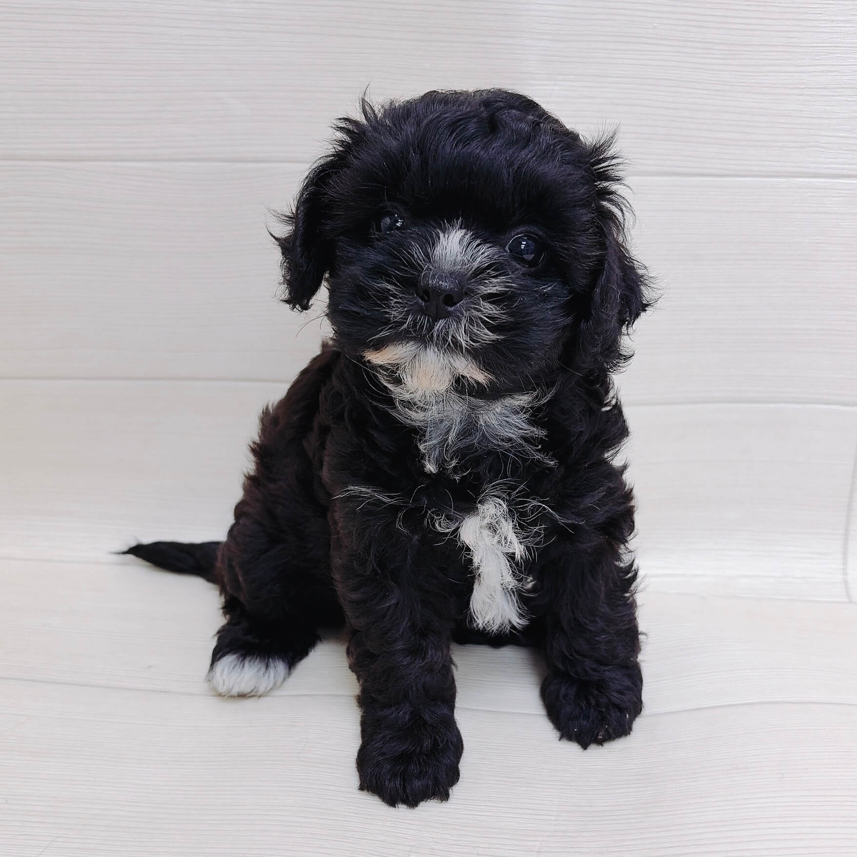 神奈川県のハーフ犬（トイプードル×シーズー） (ハッピーベル ペットプラザ港北ニュータウン店/2026年3月30日生まれ/女の子/ブラックホワイト)の子犬