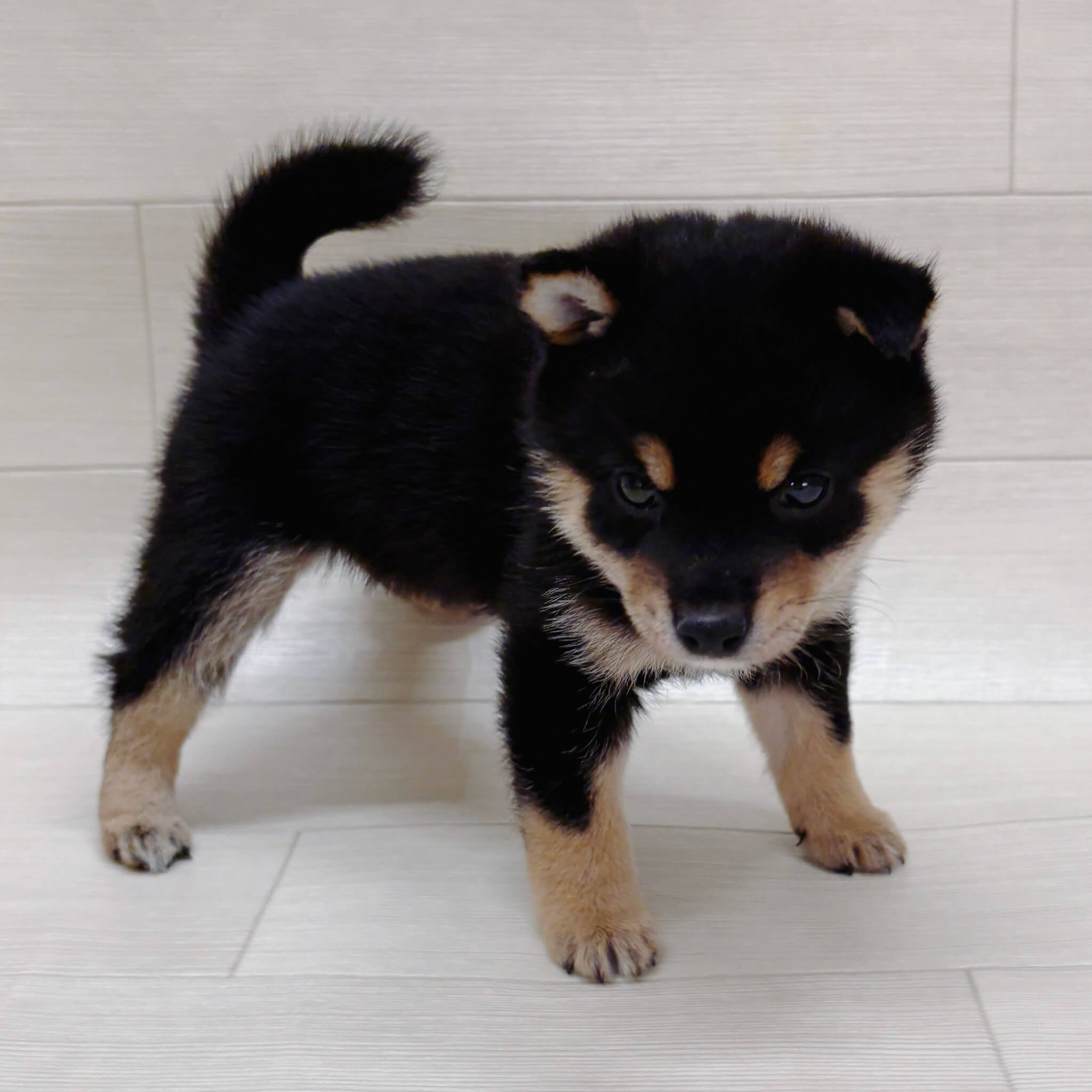 千葉県の豆柴 (ハッピーベル テラスモール松戸店/2026年3月30日生まれ/男の子/黒)の子犬