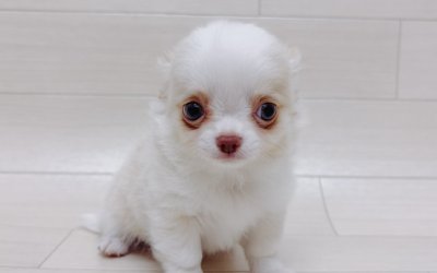 チワワ