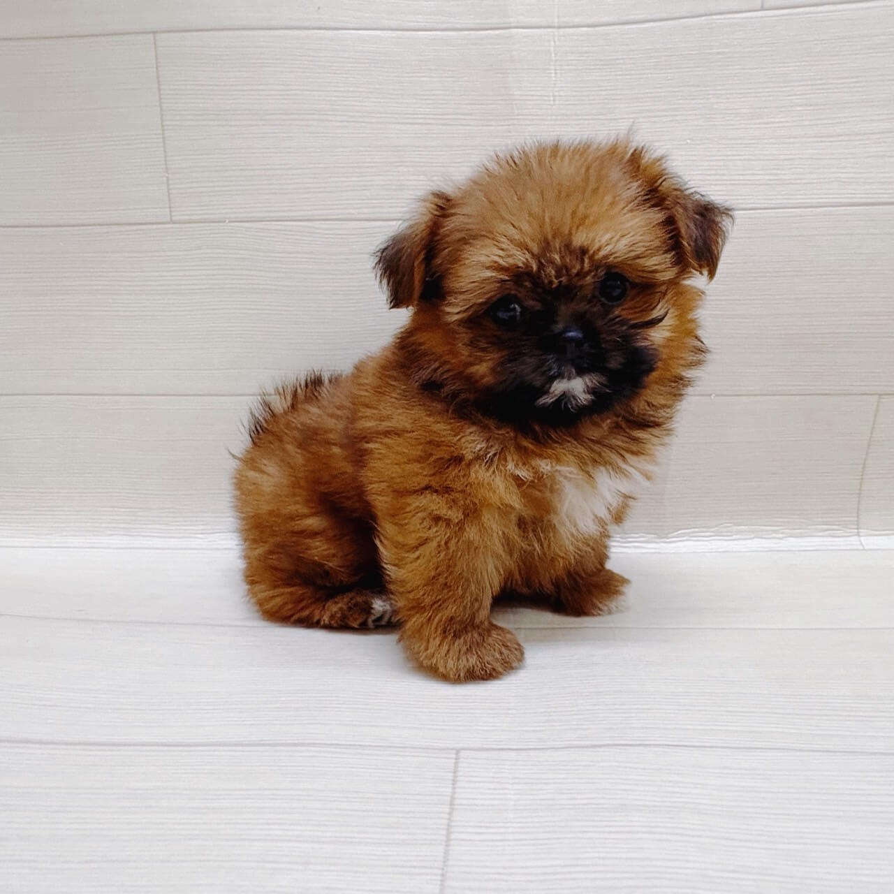 神奈川県のハーフ犬（トイプードル×シーズー） (ハッピーベル ペットプラザ港北インター店/2026年3月30日生まれ/女の子/レッド)の子犬