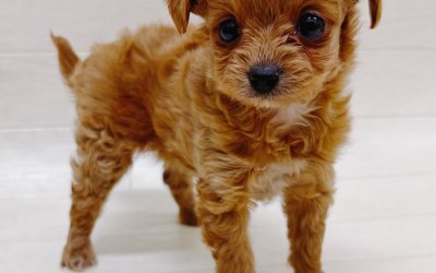ハーフ犬（トイプードル×チワワ）