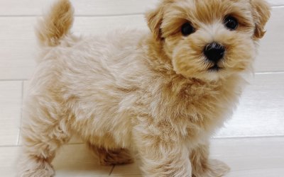 ハーフ犬（マルチーズ×トイプードル）