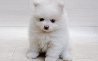 ポメラニアン