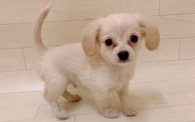 ハーフ犬（チワワ×ミニチュアダックスフンド）