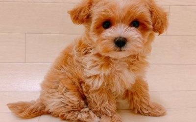 ハーフ犬（マルチーズ×トイプードル）