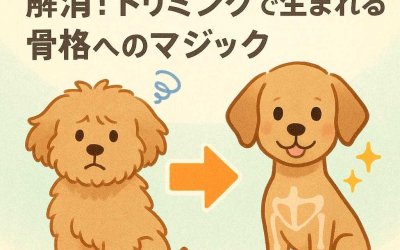 愛犬のコンプレックスを解消！トリミングで生まれる骨格へのマジック