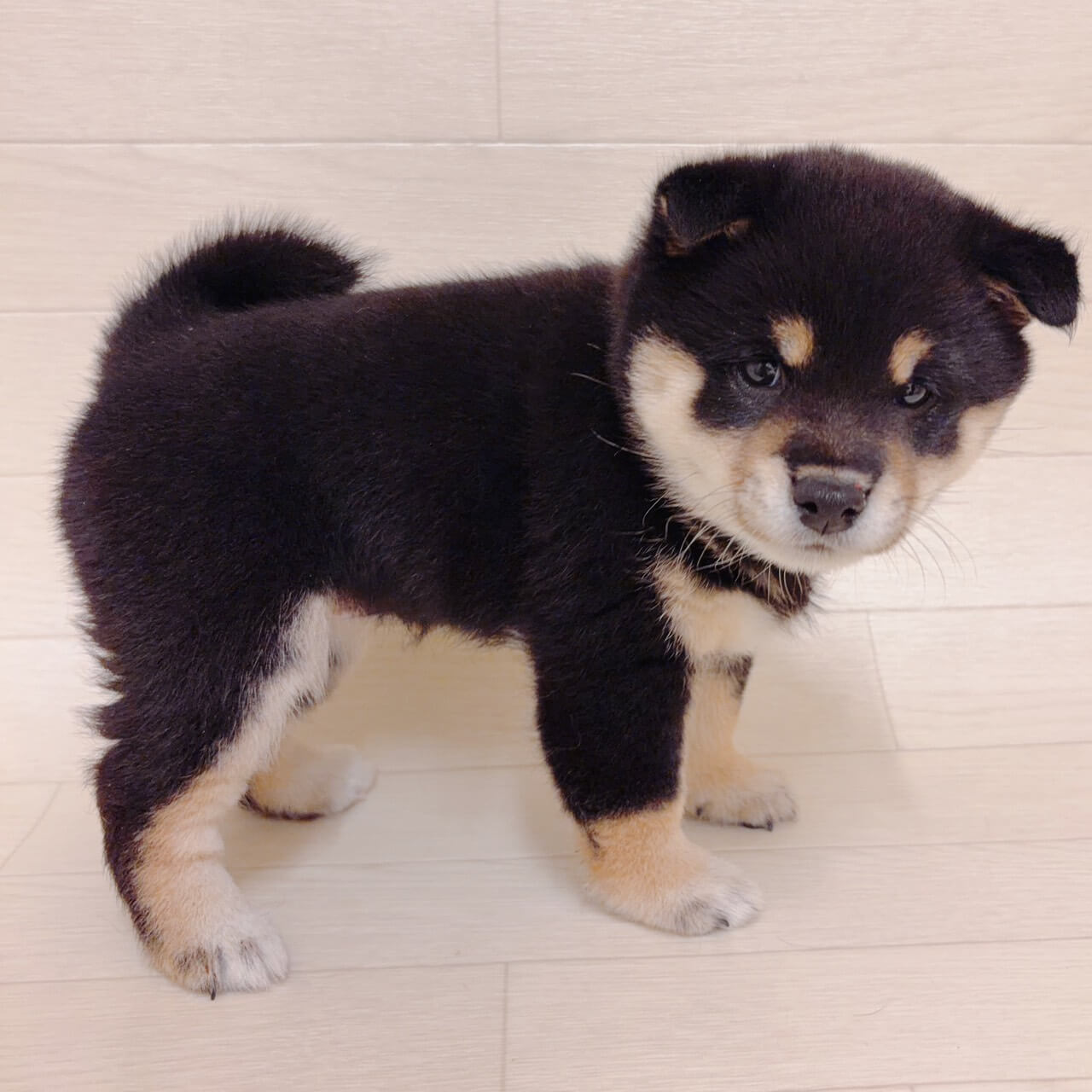東京都の豆柴 (ペットプラザ 江東深川店/2026年4月6日生まれ/女の子/黒)の子犬