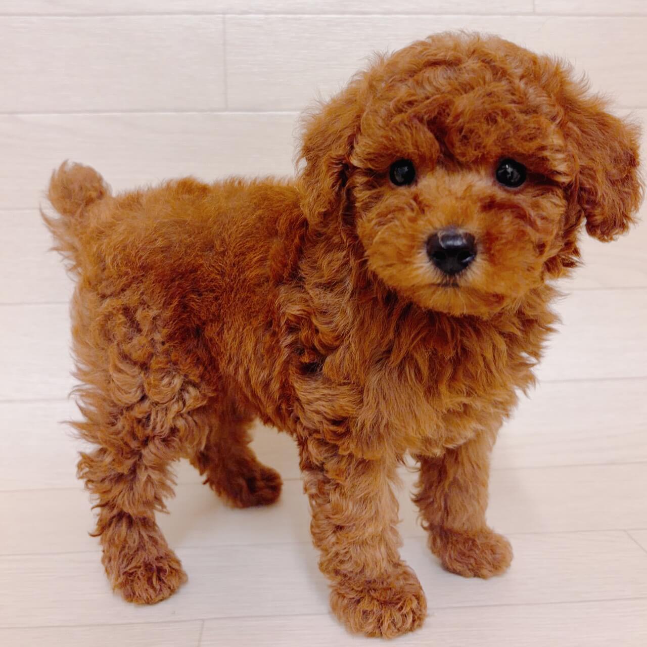 東京都のトイプードル(トイ) (ペットプラザ 江東深川店/2026年4月5日生まれ/男の子/レッド)の子犬