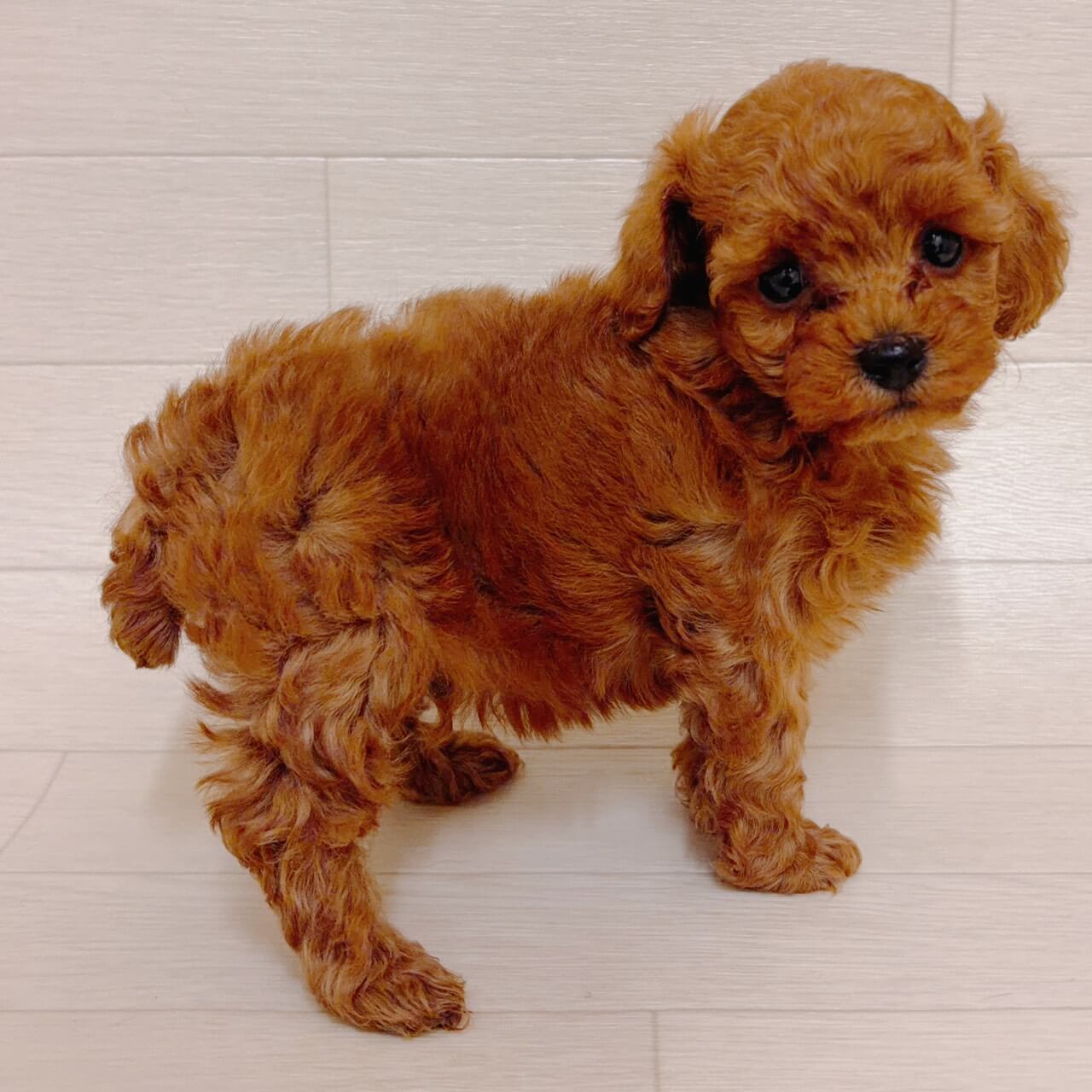 東京都のトイプードル(トイ) (ペットプラザ 江東深川店/2026年4月6日生まれ/男の子/レッド)の子犬