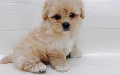 ハーフ犬（マルチーズ×トイプードル）