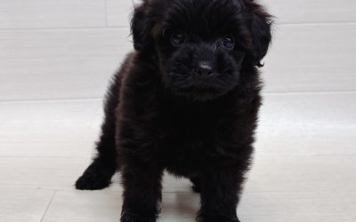 ハーフ犬（ポメラニアン×トイプードル）