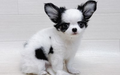 チワワ