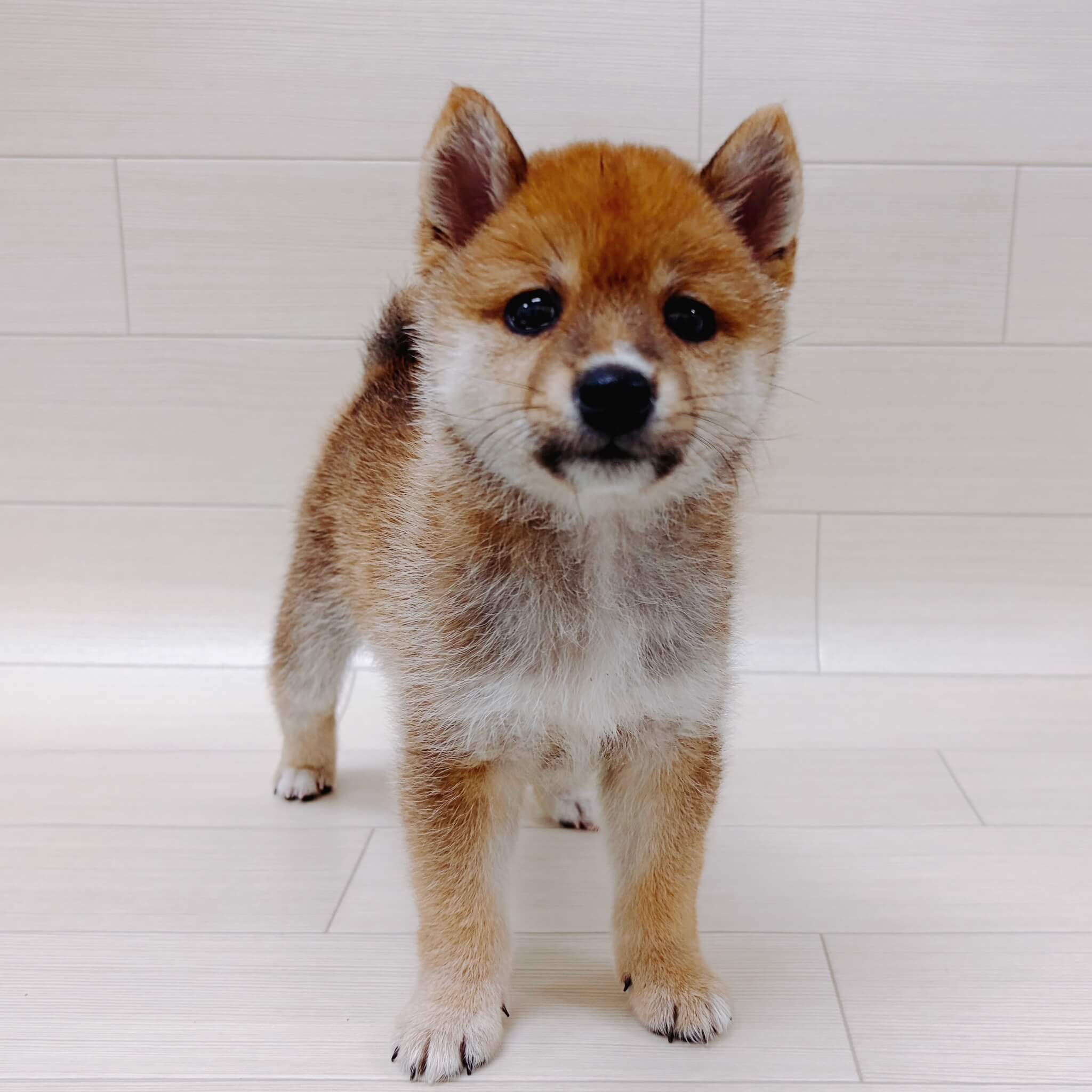 埼玉県の豆柴 (ハッピーベル 草加舎人店/2026年4月4日生まれ/男の子/赤)の子犬