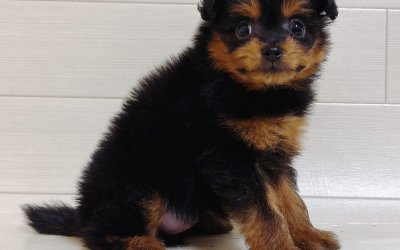 ハーフ犬（ポメラニアン×トイプードル）