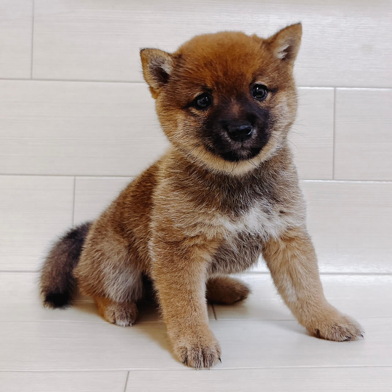 東京都の豆柴 (ペットプラザ 王子堀船店/2026年4月1日生まれ/女の子/赤)の子犬