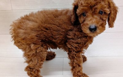 トイプードル
