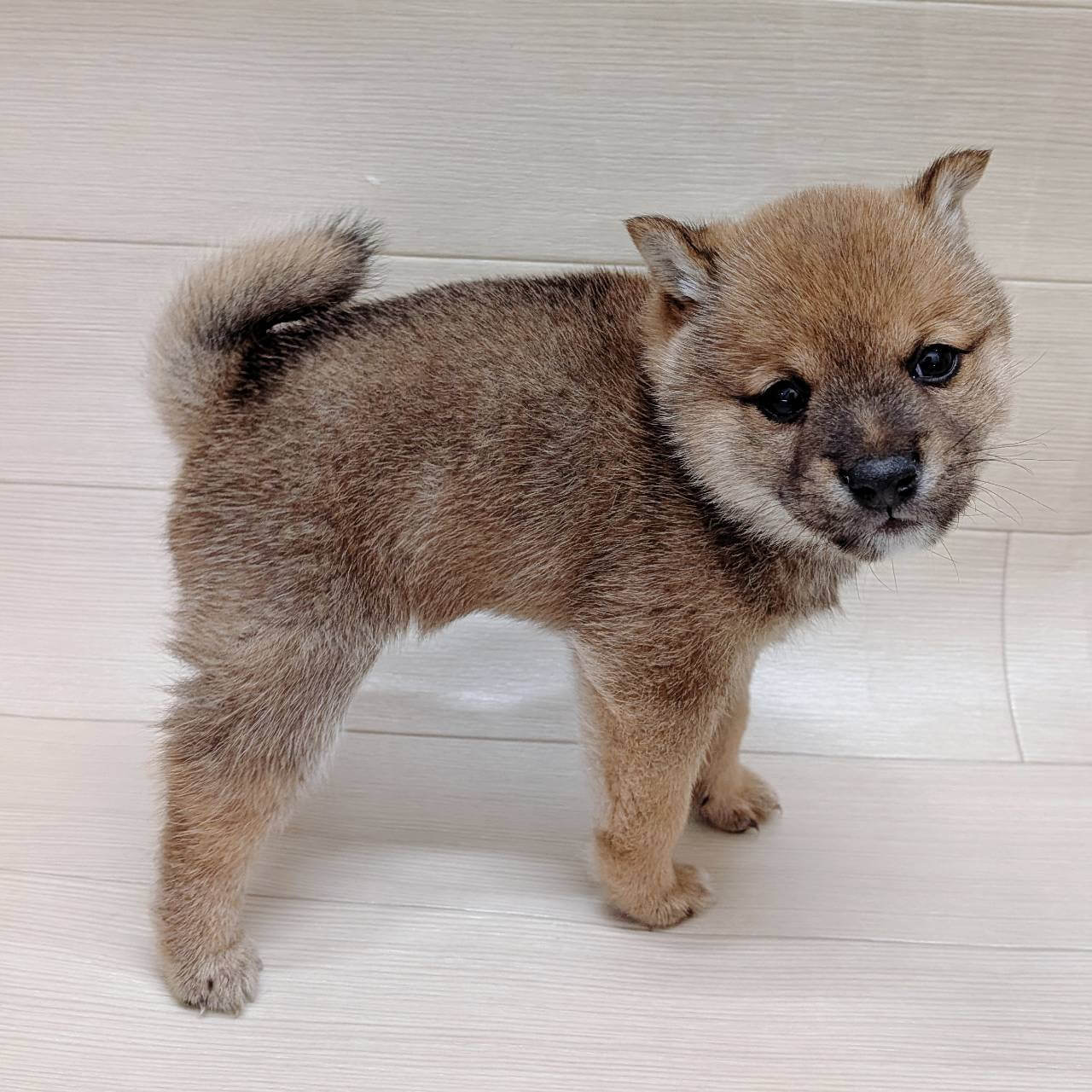 千葉県の豆柴 (ハッピーベル テラスモール松戸店/2026年4月7日生まれ/男の子/赤)の子犬