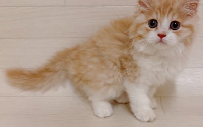 サイベリアン