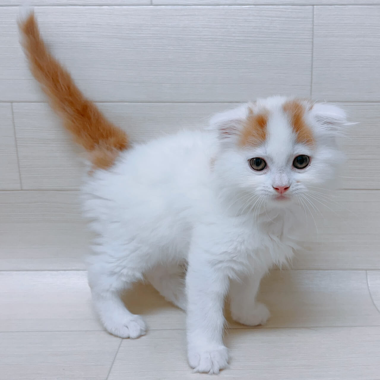 埼玉県のスコティッシュフォールド (ペットアイランド 三郷中央店/2026年4月10日生まれ/男の子/レッドホワイト)の子猫