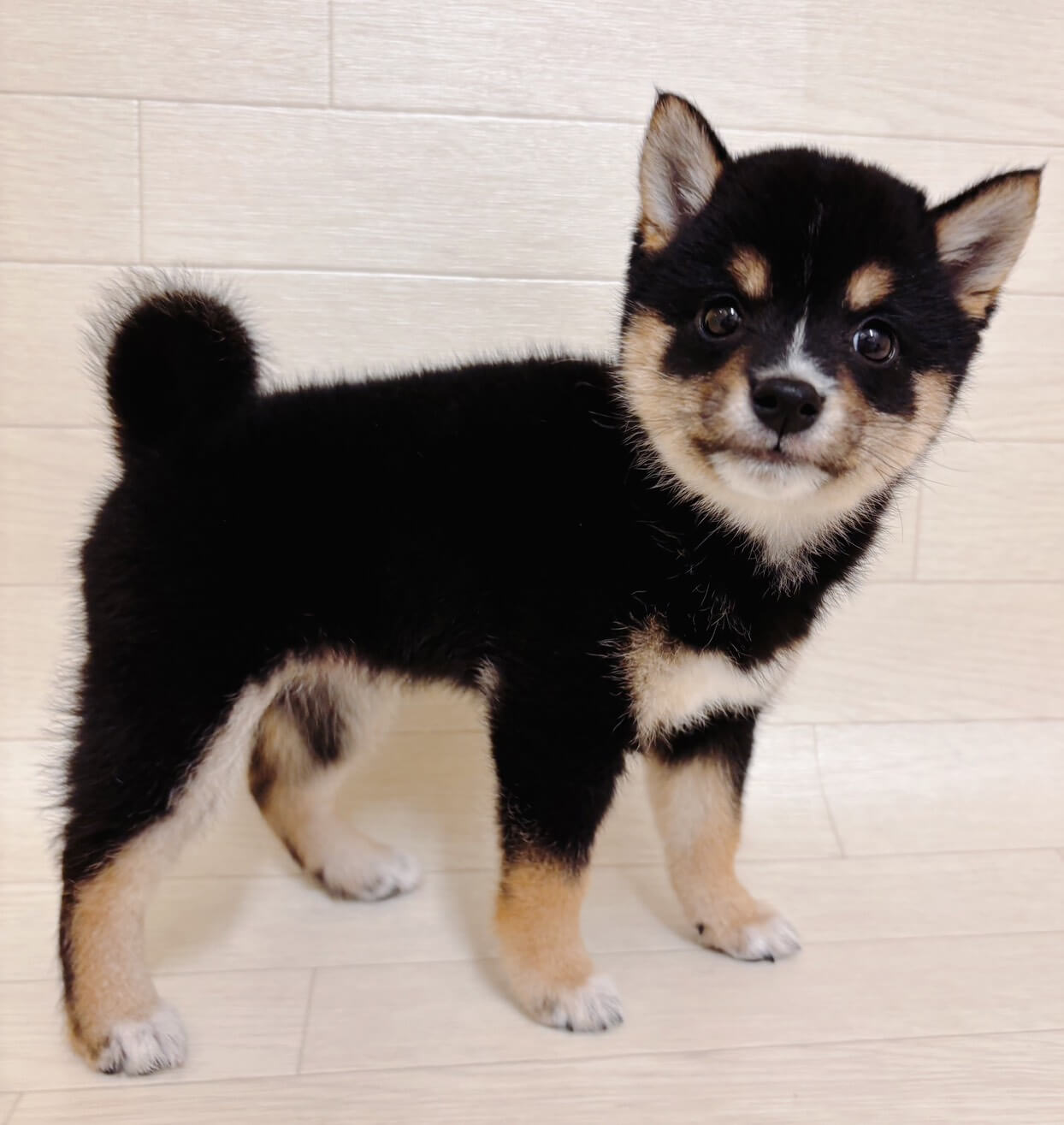 東京都の豆柴 (ペットプラザ 江東深川店/2026年4月10日生まれ/女の子/黒)の子犬