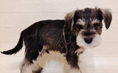 ミニチュアシュナウザー