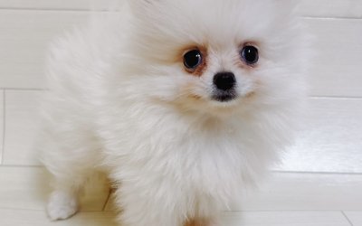 ポメラニアン