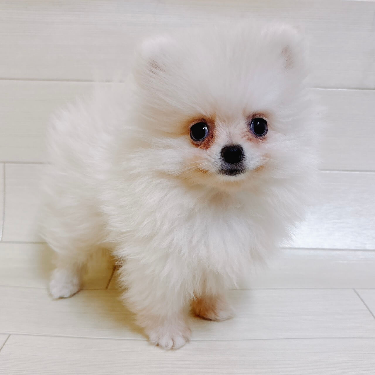 東京都のポメラニアン (ペットプラザ 王子堀船店/2026年4月13日生まれ/男の子/クリーム)の子犬