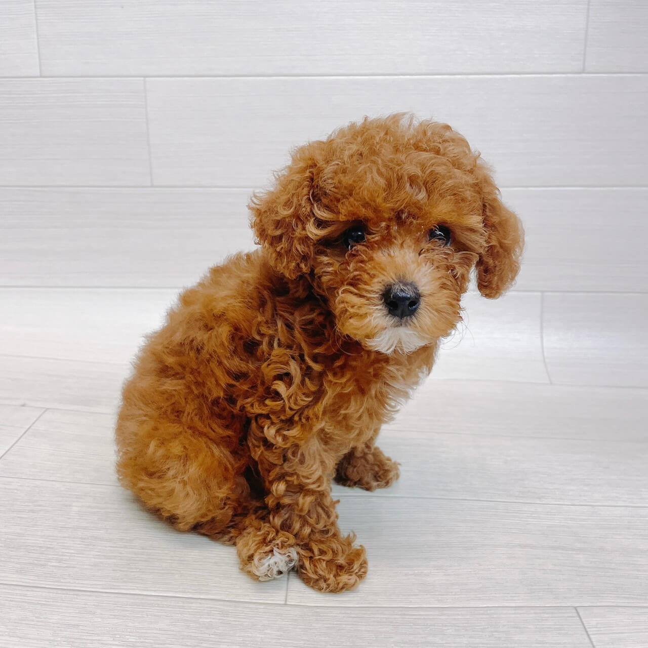 千葉県のトイプードル(トイ) (Pet’s One 東金店/2026年4月3日生まれ/女の子/レッド)の子犬
