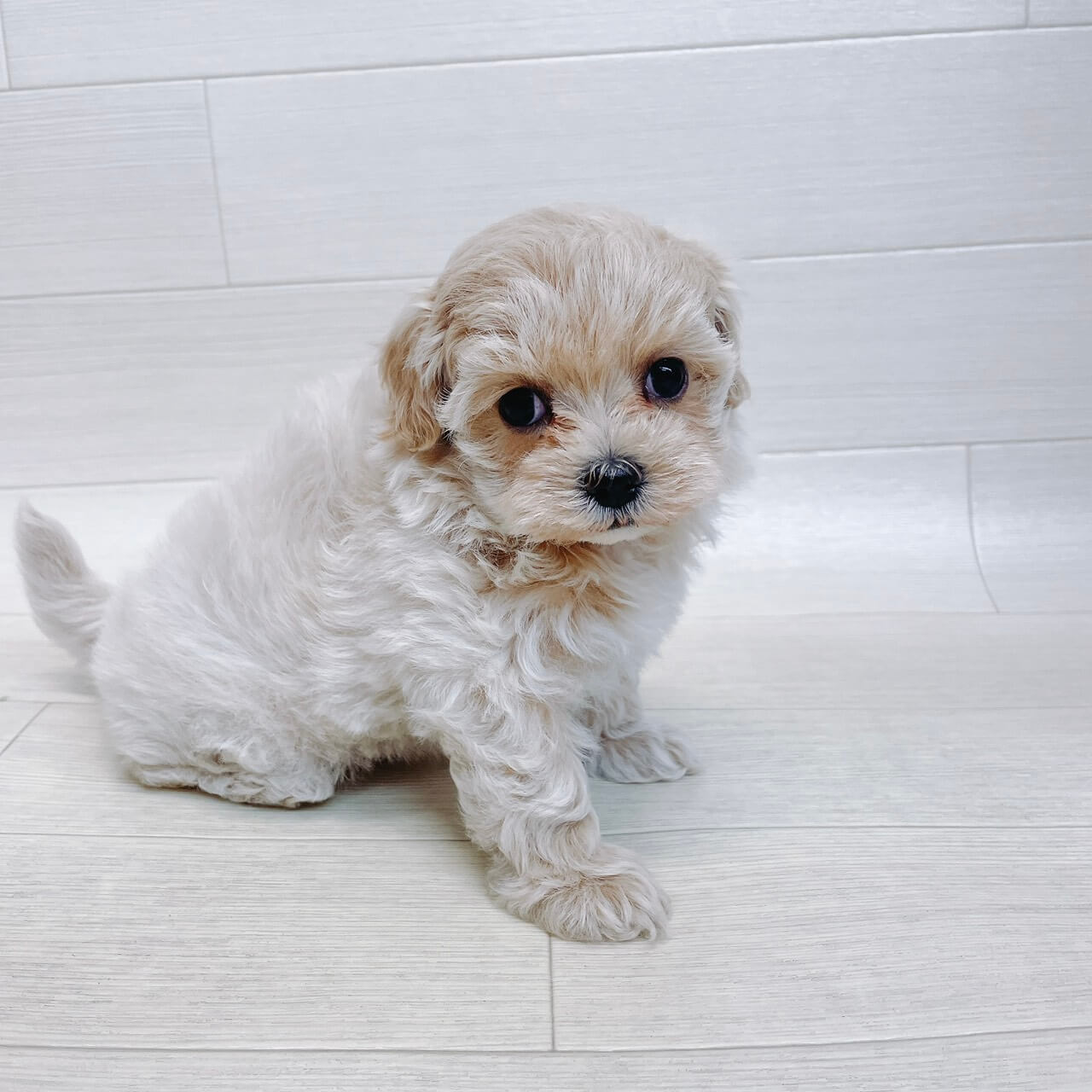 千葉県のマルプー(マルチーズ×プードル) (Pet’s One 東金店/2026年4月13日生まれ/女の子/クリーム)の子犬