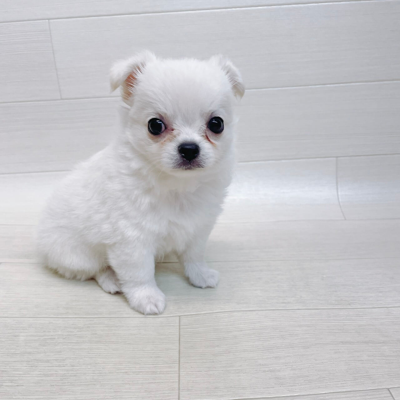 千葉県のチワワ(ロング) (Pet’s One 東金店/2026年4月12日生まれ/女の子/ホワイト)の子犬