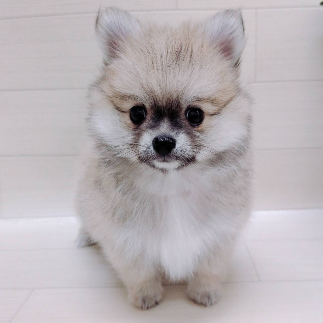 神奈川県のポメチワ/チワポメ/ポメチー(ポメラニアン×チワワ) (ハッピーベル ペットプラザ港北インター店/2026年4月12日生まれ/男の子/オレンジ)の子犬