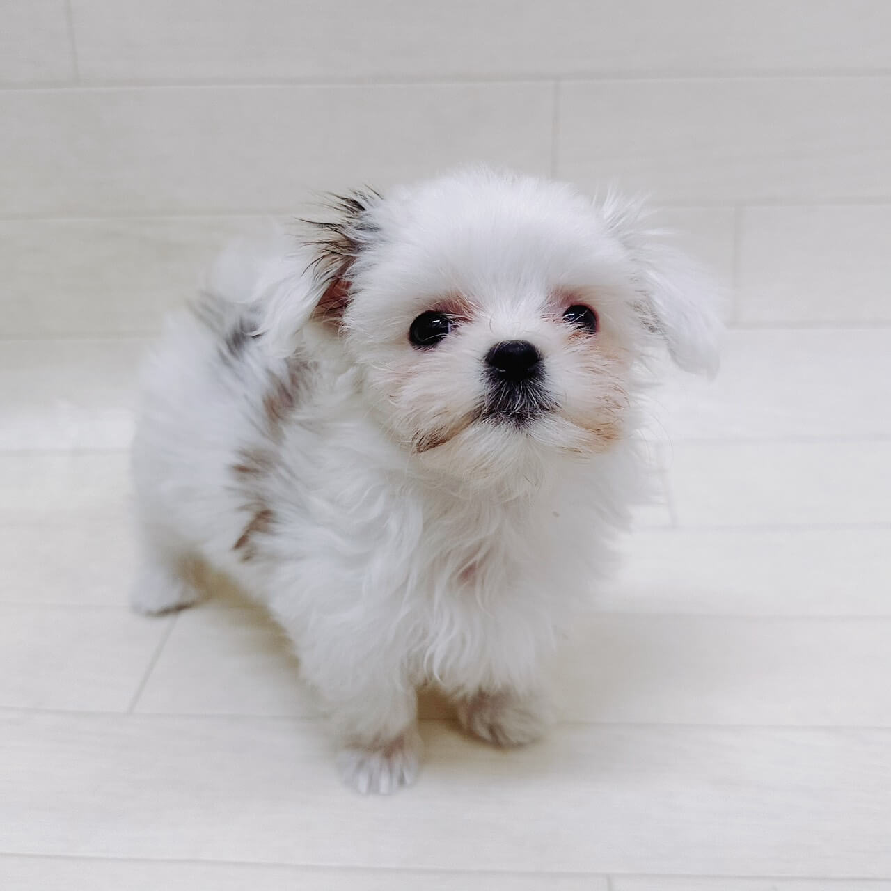 2026年3月23日生まれのハーフ犬（マルチーズ×シーズー）