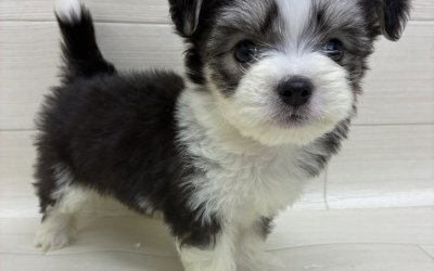 ハーフ犬（マルチーズ×チワワ）