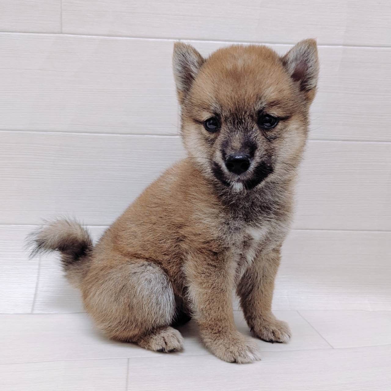 千葉県の豆柴 (NICO PET Select ハッピーベル ちはら台店/2026年4月13日生まれ/男の子/赤)の子犬