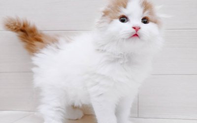 スコティッシュフォールド
