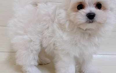 ハーフ犬（マルチーズ×ポメラニアン）