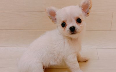 チワワ